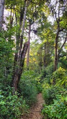 Fototapeta premium footpath in the forest