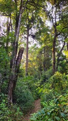 Fototapeta premium footpath in the forest