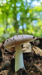 mushrooms in the forest
