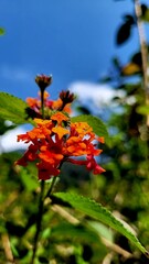 flower in the garden