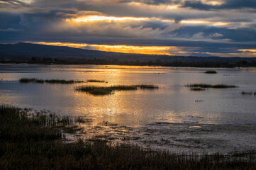 Fir Island Farm Reserve with migrating snow geese in the sky. With over 200 acres of estuary in this protected zone, this bird habitat is intended to protect many animals passing through over winter.