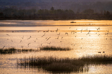 Flock of birds flying around an estuary at Fir Island Farm Reserve at sunrise.  The Reserve is a Game Reserve with over 200 acres of restored intertidal estuary and home to migratory species of birds.