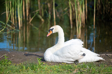 Swan sitting on bank of lake on sun. Beautiful white swan sitting near the water and catches warm sunlight