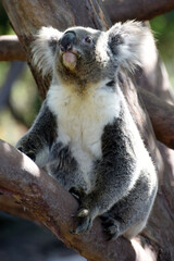 Wild Koala (Phascolarctos cinereus) at Cape Otway, along the famous Great Ocean Road in Victoria, Australia