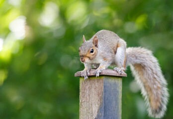 Portrait of a curious grey squirrel sitting on a garden fence.post