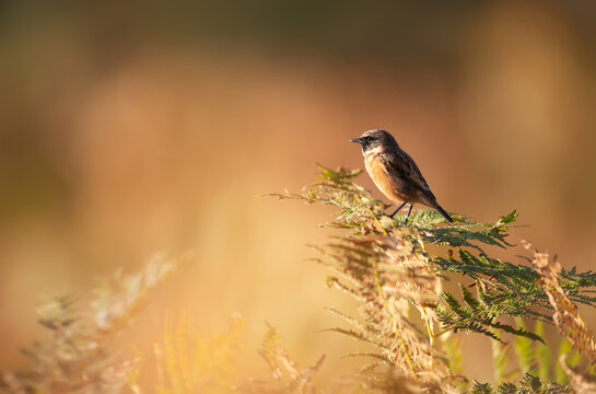 European stonechat perching on a fern branch against colorful background