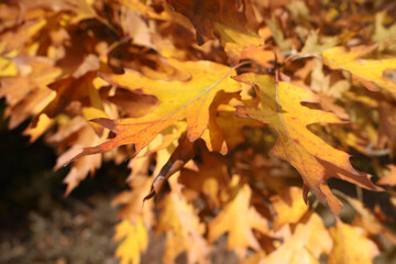 Bright orange oak leaves on sunny autumn day in park. Hill's oak foliage background with copy space. Close up two yellow oak leaves. Fall mood concept.