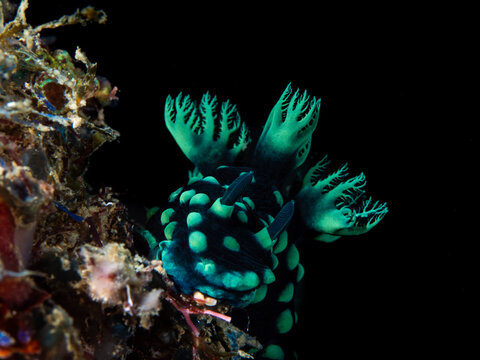 A colourful sea slug crawls across the reef