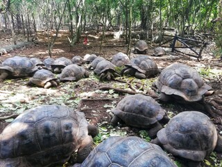 Group of turtles with trees