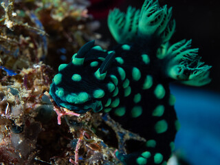 A colourful sea slug crawls across the reef
