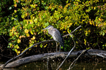 Naklejka premium Great blue heron (Ardea herodias) hiden on tree 