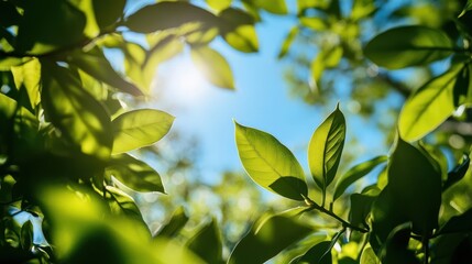 Obraz premium lush greenery envelops a serene spring landscape, with sunlight filtering through vibrant leaves. a clear blue sky stretches above, invoking feelings of peace and renewal