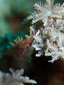 A sea slug crawls over soft coral in the Philippines