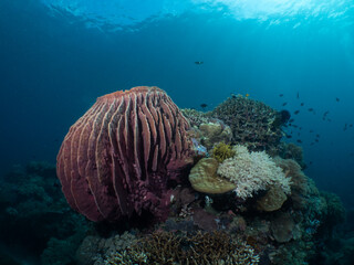 Coral reef landscape with barrel sponge