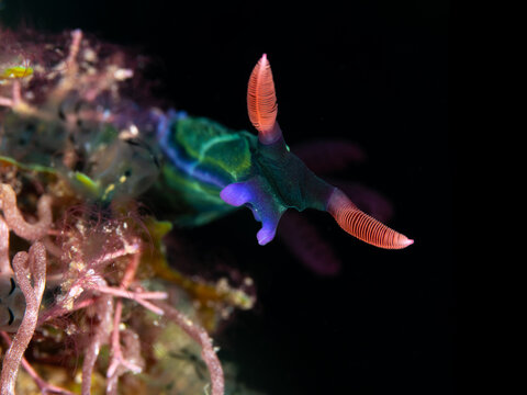 Colourful sea slug nudibranch set against a black background