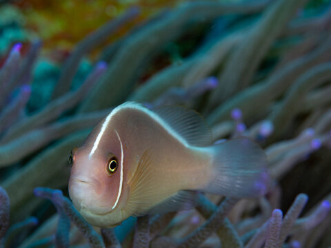 Pink anemone fish set against an anemone background