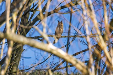Long-eared owl in a tree.