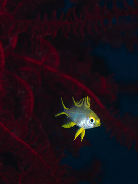 Ternate damselfish set against a red crinoid