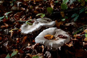Autumn mushrooms in Germany