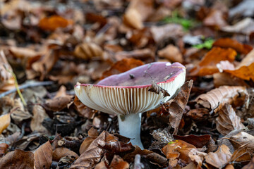 Autumn mushrooms in Germany