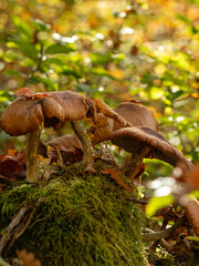 Autumn mushrooms in Germany