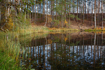 Obraz premium The autumn forest is reflected in the water of the lake on a sunny day. Background image.