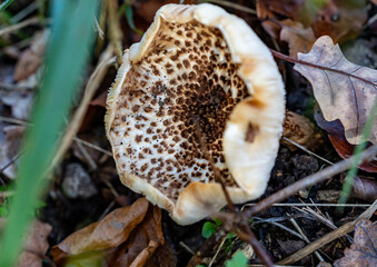 Top down mushroom - white black dotted