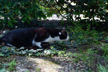 Black and white cat hunting, attacking, meowing in the garden