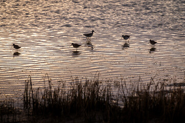 Shore Birds in the Fir Island Farm Reserve at dawn. Sandpipers are abundant in this game reserve located in the Skagit Valley near Mt. Vernon, Washington.