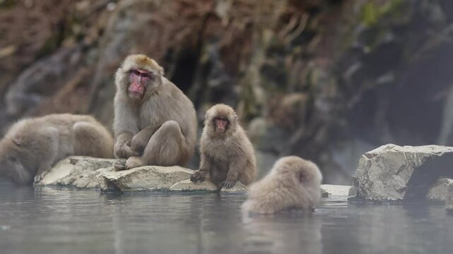 Nagano, Japan: The famous snow monkeys bath in the hot water of a natural onsen near the Jigokudani Monkey Park in Nagano in winter in Japan. 