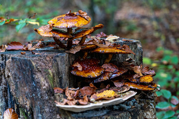 Mushrooms in Autumn on an old tree