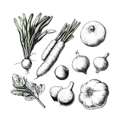 vegetable illustration set, tomatoes, greens, carrot, onion on white