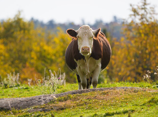 Friendly cow in fall colours