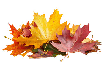 Fototapeta premium Vibrant Autumn Leaves: A Symphony of Colors