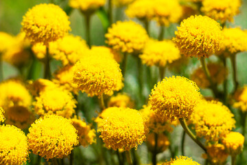 Santolina chamaecyparissus, cotton lavender or lavender-cotton shrub lit by the sun, close view, selective focus