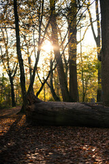 Herbstlandschaft Paul-Diehl-Park