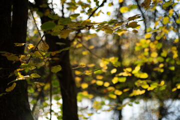 Herbstlandschaft Paul-Diehl-Park