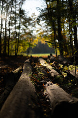 Herbstlandschaft Paul-Diehl-Park
