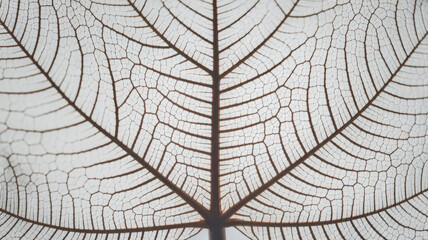 Detailed close-up of a leaf's intricate vein structure, showcasing delicate patterns and textures against a light background.