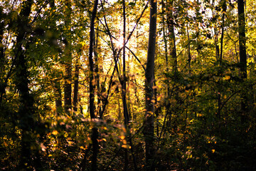 Obraz premium Herbstlandschaft Paul-Diehl-Park