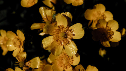 Yellow flower on black background