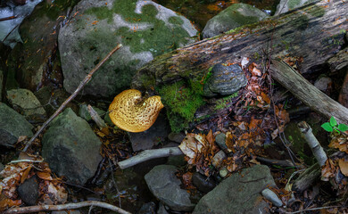 Forest floor with brown leaves, mushrooms, wood logs, and moss