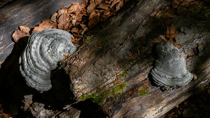 Mossy wood log with grey mushrooms and sunlight beams
