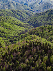 View from mountain hill overlooking green-brown forest