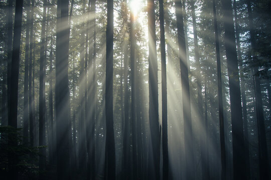 rays of light in the forest
