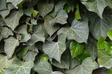 ivy on old wall macro photography, texture, 