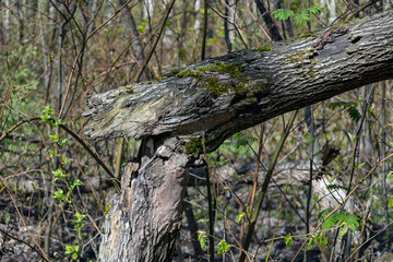 Broken tree trunk after by the wind in the forest. Consequences of a storm or hurricane. Damage after windstorm in the park