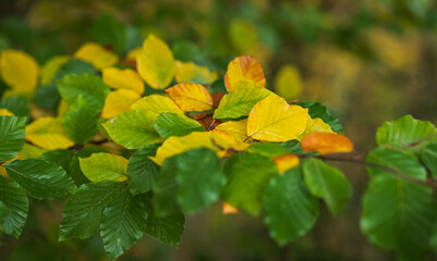 Autumn colors in a forest, foliage leaves on a branch, fall season background backdrop wallpaper