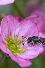 Closeup on a dwarg mining bee species , Andrena minutula group in a pink Saxifraga flower in the garden