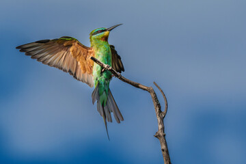Blue-cheeked Bee-eater landing on a branch